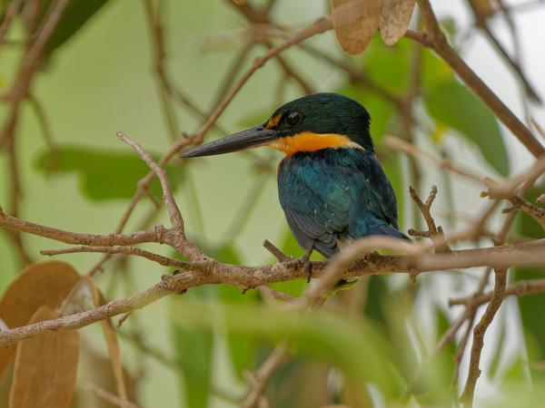 Groene dwergijsvogel (Chloroceryle aenea)